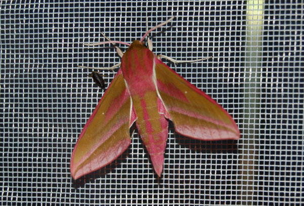 Fauna Gemer, Slovakia A. Hoffman, 2009